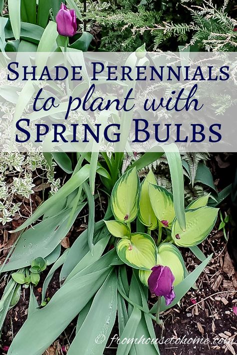 Shade perennials to plant with spring bulbs | Planting bulbs in your garden is a great way to ensure lots of blooms when spring rolls around. These shade perennials create pretty combinations for a beautiful landscape and also help to hide the bulb leaves after the flowers are finished. Spring Bulbs Garden, Beautiful Landscaping, Companion Plants, Perennial Shrubs, Meteor Garden 2018, Spring Flowering Bulbs, Shade Perennials, Garden Shrubs, Garden Bulbs