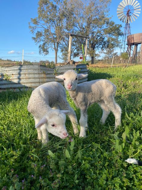 Two lambs posing for camera. Eating spring grass. Lamb Wallpaper, Cobblestone Pathway, Farm Vibes, Pet Sheep, Spring Lambs, Cute Lamb, Baby Sheep, Animal Sanctuary, Pretty Animals