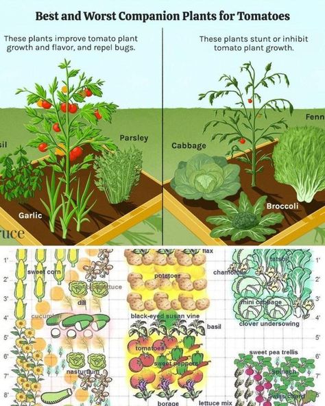 Companion Planting Layout, Tomato Companion Plants, Black Eyed Susan Vine, Pea Trellis, Companion Planting Chart, Planting Combinations, Companion Gardening, Garden Companion Planting, Planting Guide