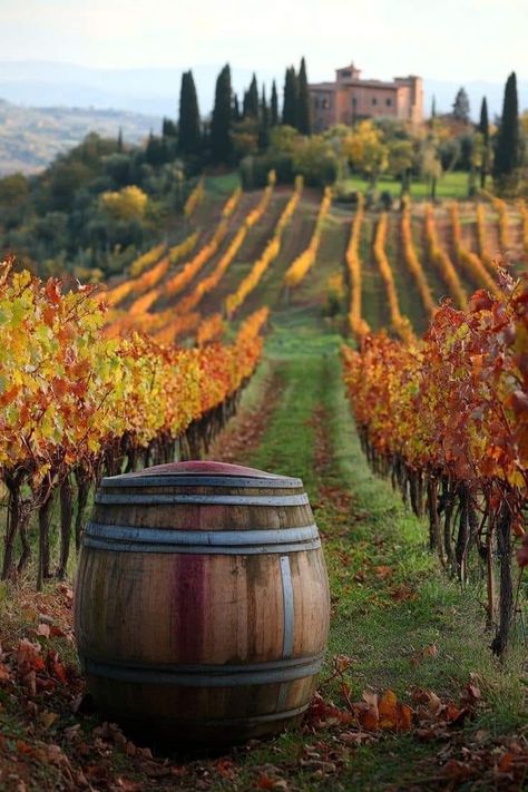 Tuscany Wine Tour, Tuscany Vineyard, Italy Countryside, Vineyard Art, Grape Vineyard, Tuscany Wine, Vineyard Tour, Tuscany Landscape, Wine Photography