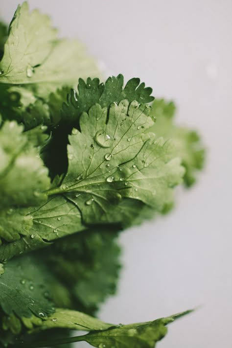 Grow Cilantro Indoors, Growing Cilantro, Parsley Pesto, Vegetables Photography, Spices And Herbs, Green Vegetables, Lentil Soup, Greens Recipe, Fruit And Veg