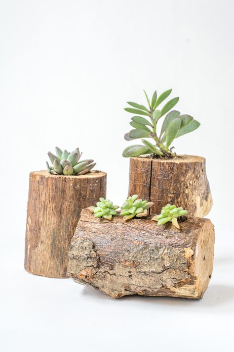 Tree Branch Crafts, Tree Branch Art, Wood Succulent Planter, Tree Branch Decor, Tree Planters, Branch Art, Succulent Planters, Succulent Garden Diy, Diy Tree