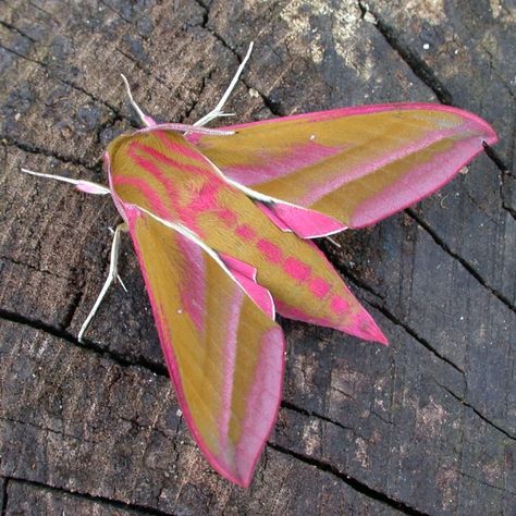 The pink and olive-green Elephant Hawk-moth is named after the caterpillar’s resemblance to an elephant’s trunk. #MothsMatter  The adults… Elephant Moth, Uk Moths, Moth Tattoos, Maple Moth, Uk Nature, Rosy Maple Moth, Moth Species, Earring Inspo, Butterfly Species