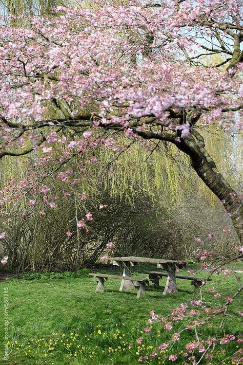 Cherry Blossom Tree Garden, Cherry Blossom Backyard, Picknick Table, Cherry Blossom Garden, Cherry Orchard, Pretty Nature, Blossom Garden, Garden Idea, Beautiful Yards