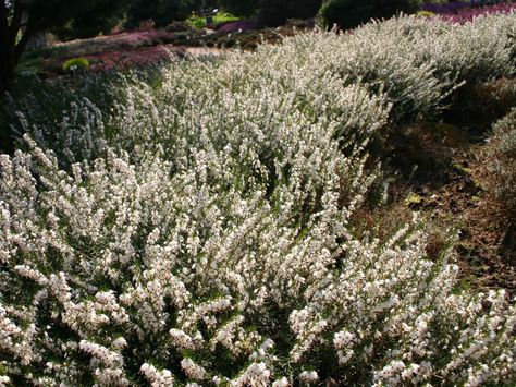 Erica x darleyensis "White perfection"; white flowers, quite long ears, from december to april, vivid green foliage, 40cm ; "Alba" flowers sooner, from october to may Erica Darleyensis, Plant Pallet, Thymus Serpyllum, Backyard Goals, Castle Scotland, Ideas For The Garden, Scotland Castles, White Heather, Calm Before The Storm