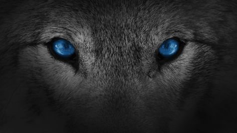 Werewolf Love, Snow Wallpaper Hd, Werewolf Eyes, Vampire And Werewolf, Wolf With Blue Eyes, Mystic Creatures, Gladiator Tattoo, Big Cats Photography, Art Inspiration Easy