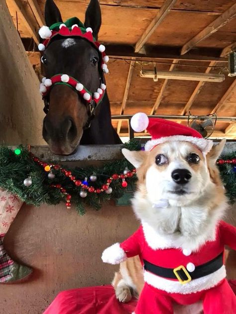 My co-workers dog isn't a fan of the annual Christmas photo Horse In Winter, Teach Dog Tricks, Laughing Animals, Christmas Cuties, Christmas Horse, Photo Funny, Cringe Meme, Santa Dog, Christmas Horses