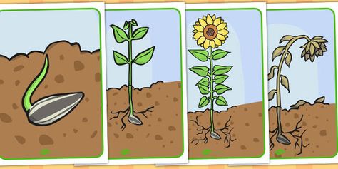 Sunflower Life Cycle Display Posters Sunflower Life Cycle, Growth Plant, Biological Science, Eyfs Ideas, Preschool Spring, Preschool Garden, Posters Australia, Display Posters, Teaching Resources Primary