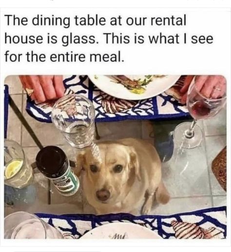 Funny Animal Memes, Canine Companions, Dog Show, Dog Memes, Funny Animal, Animal Memes, Cute Funny Animals, Cat Memes, Dog Friends