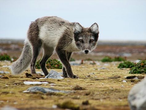 Arctic Fox Summer Coat Kodiak Bear, North American Animals, Fox Nursery, Fox Drawing, Cut Animals, Arctic Fox, Fox Art, Wild Dogs, Animal Sketches