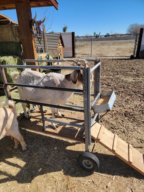 A Simple goat milking stand my friend Hector built out of recycled materials. To serve as inspiration for goat farmers for their goat milking stands. He sells them too if you dont want to build it yourself 😁 #goats #goatmilking #farmlife #goatmilkingstand #chivas Goat Milk Stand, Backyard Livestock, Goat Stand, Miniature Goat, Goat Milking Stand, Miniature Goats, Goat Milking, Goat House, Goat Milk