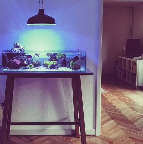 Shallow Reef Tank, Reef Tanks, Salt Water Fish, Reef Tank, Fish Tanks, Saltwater Aquarium, Beautiful Fish, Salt And Water, Aquariums