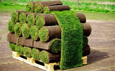 How Much Does a Pallet of Sod Cost? 2021 Cost Guide Sod Grass, St Augustine Grass, Types Of Grass, Lawn Maintenance, Landscape Projects, Most Expensive, The National, Home Depot, Landscaping