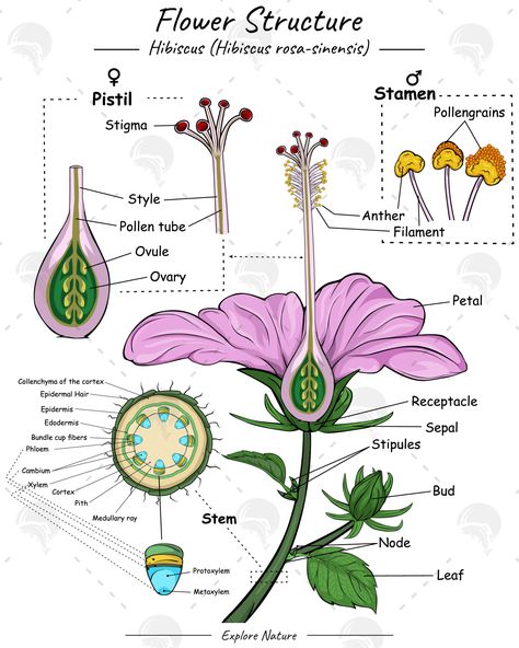 Flower Parts Diagram, Flower Science Project, Diagram Of A Flower, Reproduction In Plants, Plant Reproduction, Flower Reproduction, Plant Anatomy, Flower Anatomy, Biology Diagrams