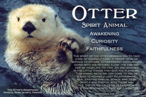 sprit guides | find your spirit guide | totem animal | otter   Saved by Sarah - Stone Bridge Transformation www.stonebridgetransformation.com Otter Spirit Animal, Celtic Wicca, Animal Totem Spirit Guides, Otter Animal, Appalachian People, Spirit Animal Meaning, Totem Animals, Baby Otter, Animal Meanings