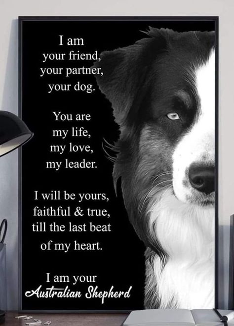 Border Collie And Australian Shepherd, Border Collie Humor, Pet Poems, Pitbull Dog Breed, Dog Sayings, Dogs Quotes, You Are My Life, Quotes For Me, Border Collie Dog