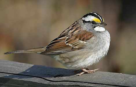 White Throated Sparrow: Once you start really bird watching you realize how amazing sparrows are. There are so many  varieties and they are beautiful. We often take this bird for granted. Next time you see one really look at it. Birds Sparrow, Bird House Kits, Sparrow Bird, Kinds Of Birds, Bird Watcher, Sparrows, Backyard Birds, Bird Pictures, All Birds