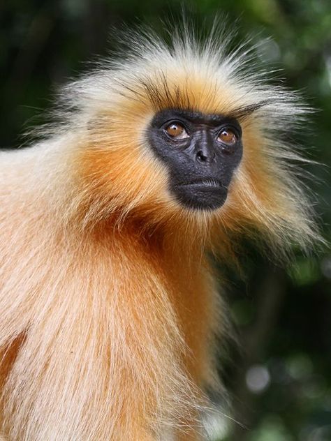 Gee’s Golden Langur (Trachypithecus geei), one of the most beautiful monkey species, is critically endangered in India. (Rajesh Nath) Golden Langur, Monkey Species, Types Of Monkeys, Monkey Pictures, Wildlife Artwork, Pet Monkey, Interesting Animals, Unusual Animals, Rare Animals