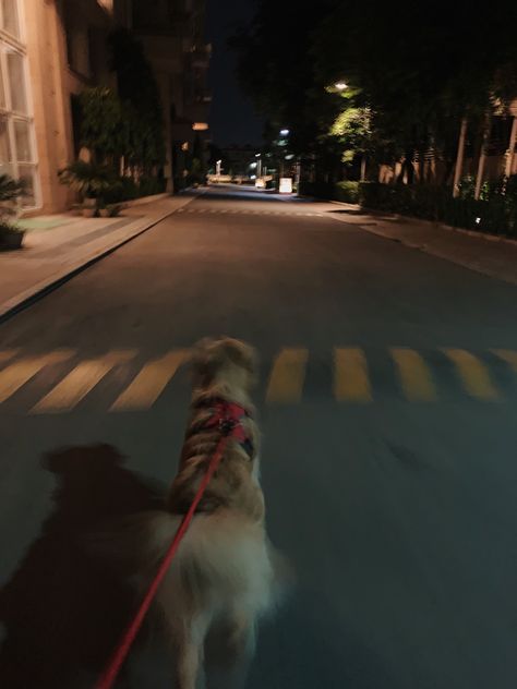 Dog Night Aesthetic, Golden Retriever Dark Aesthetic, Dark Dogs Aesthetic, Aimee Aesthetic Core, City Dog Aesthetic, Walk The Dog Aesthetic, Aimee Core Aesthetic, Jake Core Aesthetics, Golden Dog Aesthetic