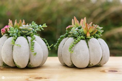 30 No carve pumpkin decorating projects perfect for Fall. Easy budget friendly Fall project ideas to make from Pumpkins. #diy #diyhomedecor #fallcrafts #pumpkins #diypumpkins Concrete Pumpkins Diy, Cement Pumpkins, Concrete Pumpkins, Pumpkin Spray, Diy Pumpkin Carving, Pumpkin Decorating Diy, Succulent Pumpkin, Pumpkins Diy, Cement Ideas