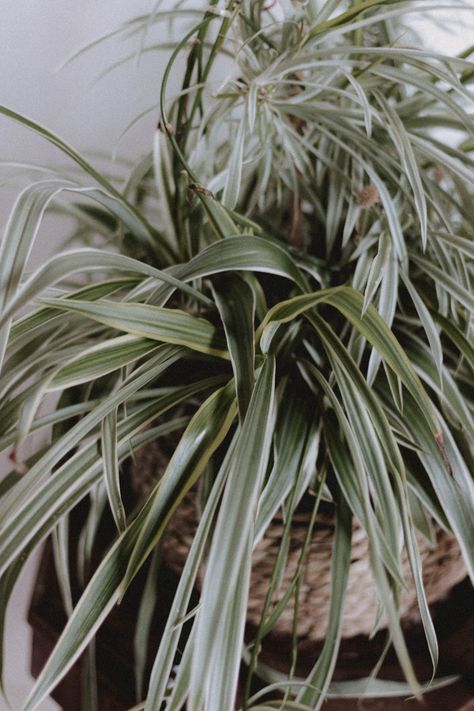 Spider Plant Aesthetic, Airplane Plant, Chlorophytum Comosum, Danish Pastel Room, Danish Pastel Aesthetic, Plant Wishlist, Pastel Room Decor, Sansevieria Trifasciata, Spider Plant