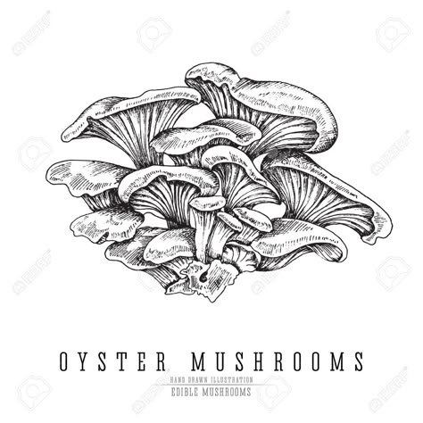 Oyster Mushroom Tattoo Design, Mushroom Ink Art, Ink Mushroom Drawing, Oyster Mushroom Drawing, Ink Mushroom, Painted Logs, Oyster Mushroom Illustration, Engraving Tattoo, Mushroom Tattoos