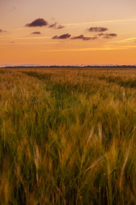 The Catcher In The Rye Aesthetic, Catcher In The Rye Aesthetic, Lithuania Nature, Lithuania Aesthetic, Rye Field, Catcher In The Rye, Vintage Workwear, Book Aesthetics, Nice Art