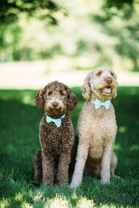 Small Dog Wedding Attire, Wedding Pets Cat, Goldendoodle Wedding Pictures, Dog Wedding Flower Crown, Pets In Weddings Cats, Dogs In Weddings, Dog Crying, Weddings Ring, Dog Wedding Outfits