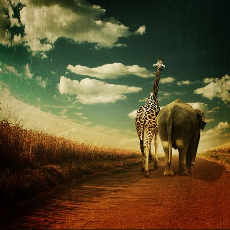 you'll never walk alone... by ~ Pixel Passion ~, via Flickr Elephant Walking Video, Elephant Walking, Elephant And Giraffe, Giraffe Running, Giraffe Images, Tat Inspiration, Fav Animal, Elephants Playing, Wallpaper Themes