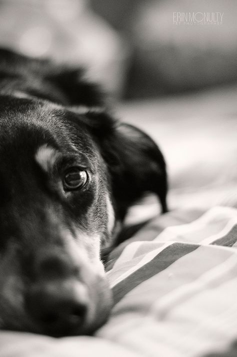 Elderly Dog Photoshoot, Dog And Human Photography, Sophie Photoshoot, People And Their Dogs Photography, Dog And Woman Photography, Fine Art Pet Photography, Coco Photo, Black And White Pet Photography, Dog Family Portraits