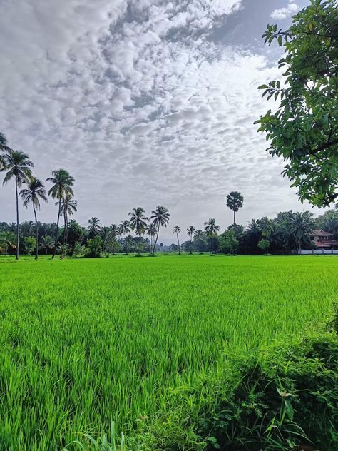 Natural beauty in Kerala at palakka Kerala, Natural Beauty, Places To Visit, Beauty, Quick Saves, Nature