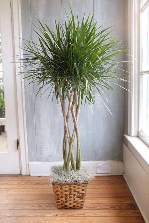 Dragon Tree Plant, Madagascar Dragon Tree, Feng Shui Plants, Best Air Purifying Plants, Air Cleaning Plants, Low Light Indoor Plants, Plant Wishlist, Dragon Tree, Indoor Trees