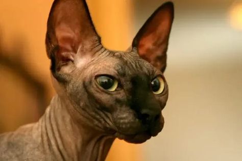 Whether your cat is hairless because of genetics or because she’s been shaved, we’ve got the perfect hairless cat name for them. #cat #names #hairless Cat Hygiene, Best Names, Sphynx Cats, Hairless Cat, Ear Cleaning, Sphynx Cat, Cat Names, Sphynx, Litter Box