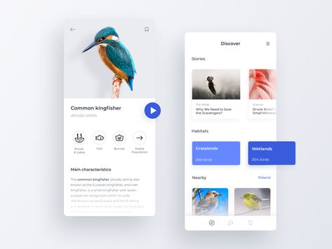 Bird Atlas App by Monika Michalczyk Finch Selfcare App, Bird Branding Design, Mobile Wireframe Design, Neumorphism Ui, Bird Landing Animation, Gcse Graphics, Bird App, Common Kingfisher, Bird Identification