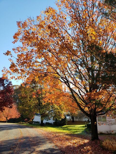 Holidays Aesthetic, Autumn Photos, Fall Mood Board, Scorpio Season, Fall Semester, Winter Love, Autumn Scenes, Fall Inspo, Beautiful Autumn