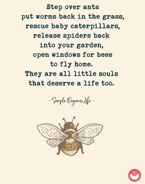 Step over ants Put worms back in the grass, Rescue baby caterpillars Release spiders back into your garden, Open windows For bees to fly home. They are all little souls That deserve a life too. Animal Activism, Vegan Quotes, Animal Advocacy, Simple Organic, Garden Quotes, Vegan Animals, Open Window, Vegan Life, Wise Quotes