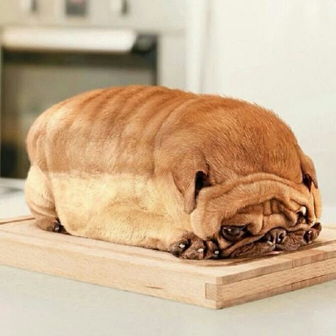 Want some bread? Wait... that's a pug! #funny #weird #dogs Animal Pictures For Kids, Anjing Pug, Pugs Funny, Funny Dog Pictures, Funny Animal Jokes, Cute Pugs, Pug Love, Crazy Dog, Animal Jokes