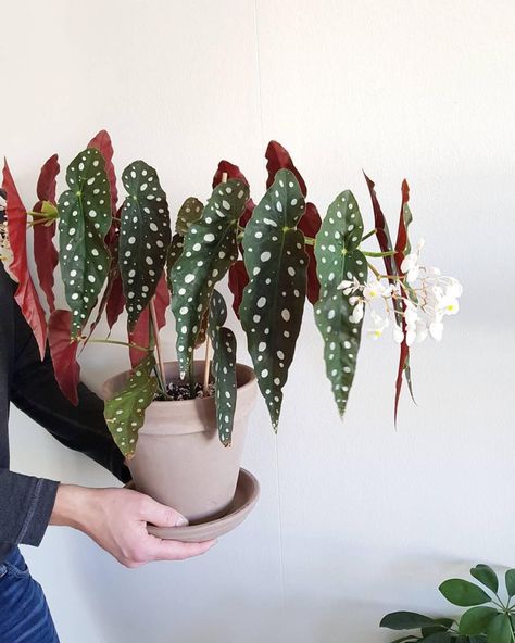 Begônia Maculata: a nova queridinha dos “loucos das plantas” | CASA.COM.BR Plant Organization, Shelf House, Indoor Plant Ideas, Best Office Plants, Big Indoor Plants, Cactus House Plants, Begonia Maculata, Plant Shelf, Plants Decor