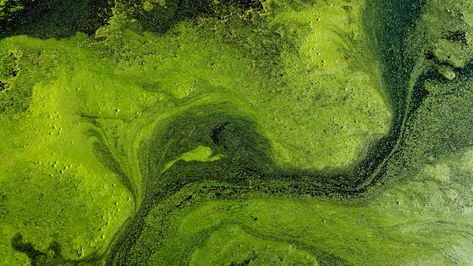 How to prevent algal blooms at your lake Biodiversity Loss, Keto Inspiration, Environmental Technology, Process Engineering, Aerial Photography Drone, Beach Walking, Geothermal Energy, Natural Ecosystem, Animal Study