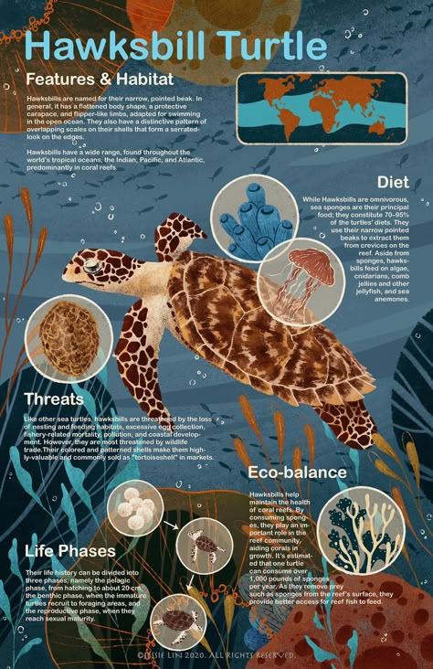 Zoology Aesthetic Notes, Oceanography Marine Biology, Hawksbill Sea Turtle, Animal Infographic, Biology Poster, Sea Turtle Pictures, Biology Notes, Marine Biologist, Oceanography