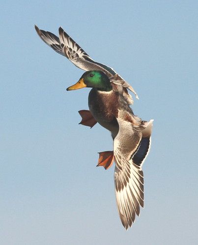 Waterfowl Photography, Duck Pics, Duck Flying, Waterfowl Taxidermy, Ducks Flying, Duck Mount, Waterfowl Art, Flying Duck, Aquatic Birds