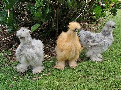 Twelve Utterly Bizarre Chicken Breeds | PetHelpful Fluffy Chicken, Best Egg Laying Chickens, Bantam Chickens, Fancy Chickens, Silkie Chickens, Beautiful Chickens, Chickens And Roosters, Chicken Breeds, Pet Chickens