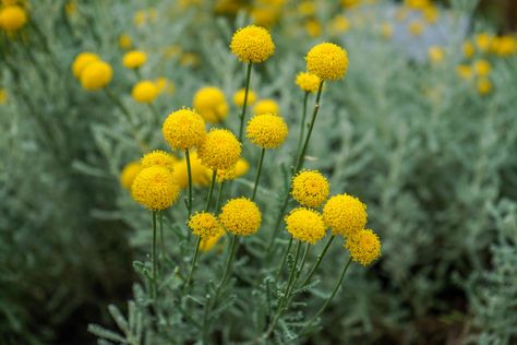 Lavender Cotton is a Versatile Shrub You'll Want to Grow in Your Garden—Here's How Pompom Flowers, Seeds Planting, Lavender Cotton, Natural Mosquito Repellant, Backyard Plan, Gardening Plants, Home Garden Plants, Ground Cover Plants, Gardening Advice