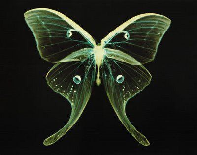 ⿻ on Twitter: "… " A Butterfly, Black Background, Moth, Green, White, Black