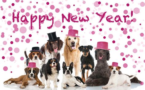 Happy New Year. Group of breed dogs with hats , #SPONSORED, #Group, #Year, #Happy, #hats, #dogs #ad Happy New Year Dog, Happy New Year Funny, Happy New Year Pictures, Happy New Year Wallpaper, New Year Pictures, Happy New Year 2018, Happy New Year Images, New Year Wallpaper, Happy New Year Wishes