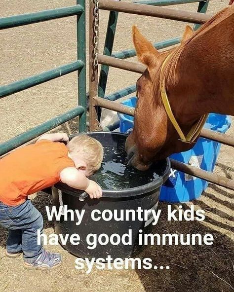 Farm Jokes, Horse Quotes Funny, Farm Humor, Horse Jokes, Country Jokes, Farm Kids, Funny Horses, Country Girl Quotes, Country Memes