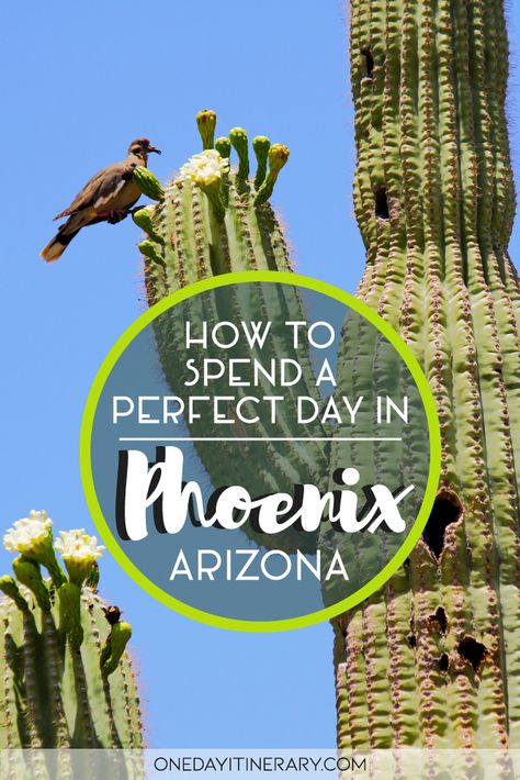 One Day in Phoenix (Guide) – Top things to do Phoenix Things To Do, Phoenix Attractions, Break Ideas, Arizona Adventure, Arizona Vacation, Usa Trip, Arizona Road Trip, Arizona Travel, Travel Blogging