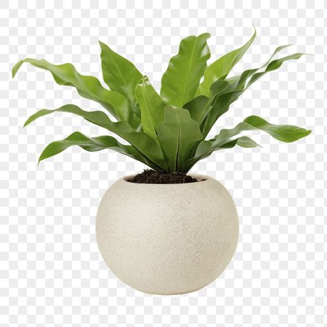 Birds Nest Plant, Png Plants, Inside Plants Decor, Indoor Palm Trees, Plant Home Decor, Furniture Graphic, Home Decor Objects, Plant Png, Indoor Palms