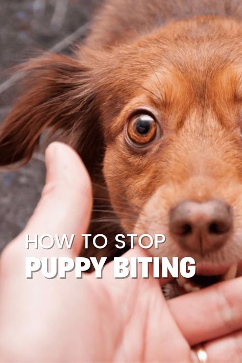 As a new puppy owner, one of your first challenges is addressing the natural behavior of puppy biting. Discover how to train your puppy not to bite and promote good behavior with this helpful article on Rebarkable. Learn about the reasons why puppies bite, how to distinguish between aggressive and playful behavior, and why it's important to provide appropriate toys and encourage gentle play. How To Keep A Puppy Busy, How To Train A Puppy Not To Bite, Puppy Biting Training Tips, Stop Dog From Biting, Brittany Puppies, Puppy Training Biting, Train Your Puppy, Puppy Biting, Good Behavior