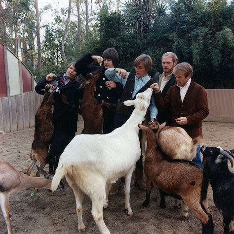 Pet Sounds album cover session at the San Diego Zoo, Feb. 10 1966. America Band, Mike Love, Paul And Linda Mccartney, Pet Sounds, John Lennon And Yoko, Brian Wilson, Beatles Pictures, Boys Life, Beach Boys